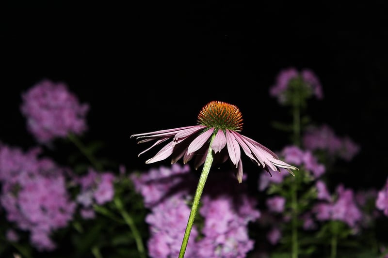 Echinacea Flower